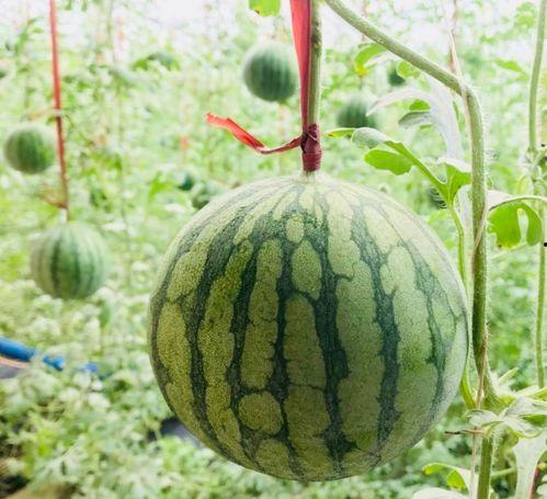 惠州今日吃瓜事件真相是真的吗,惠州今日吃瓜事件真相揭秘